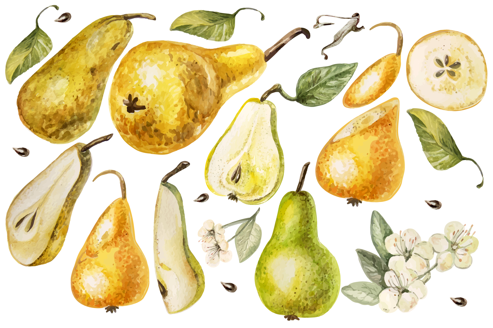 Beautiful watercolor pears Beautiful watercolor pears