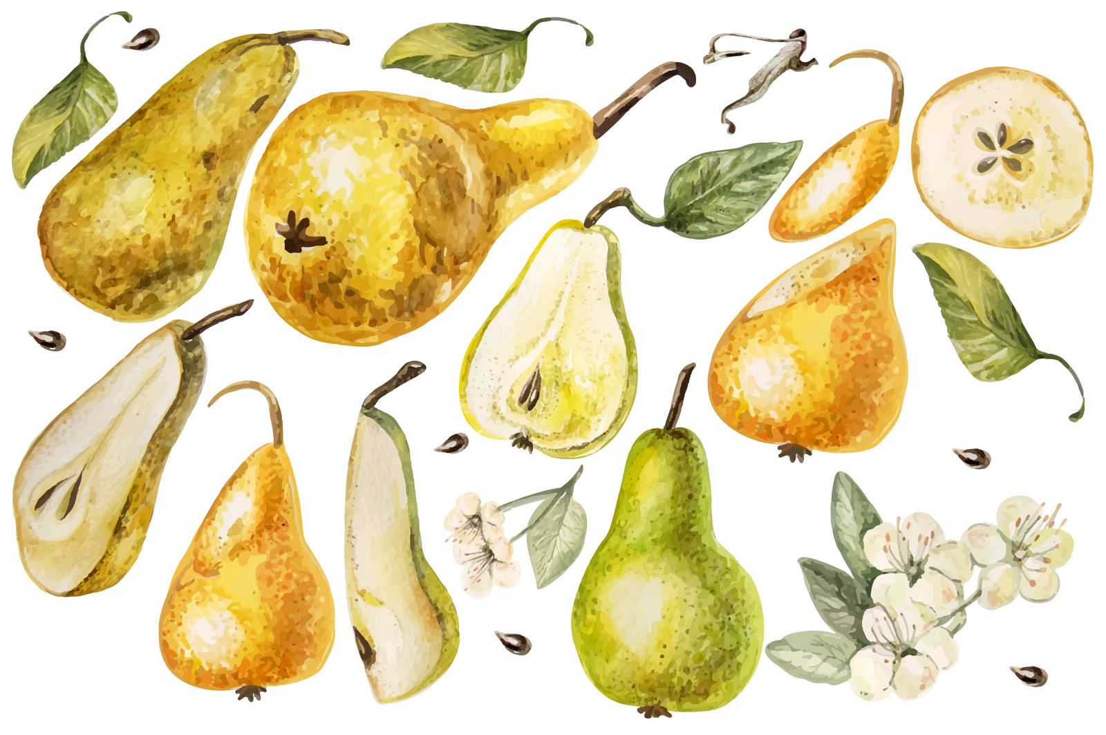 Beautiful watercolor pears