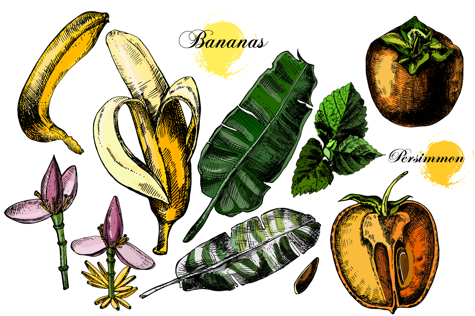 Hand drawing Citrus fruits Hand drawing Citrus fruits