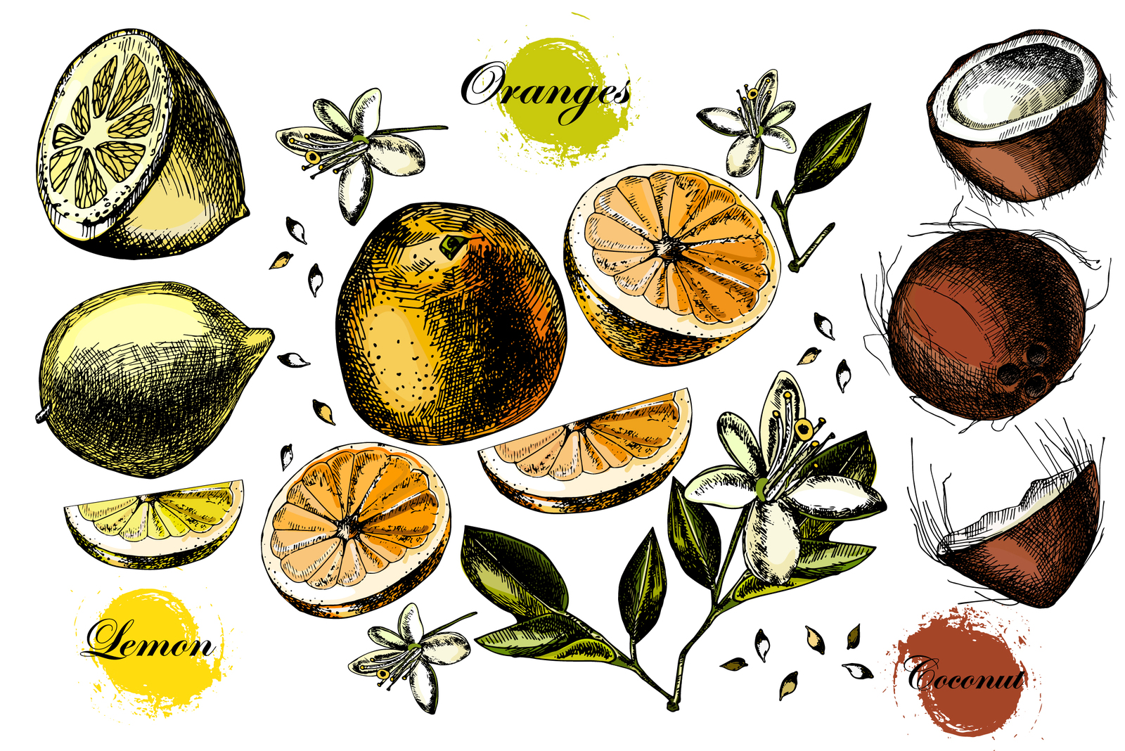 Hand drawing Citrus fruits Hand drawing Citrus fruits