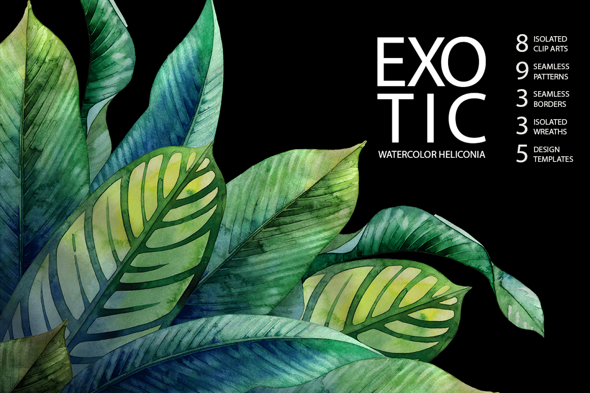 Watercolor heliconia collection Watercolor heliconia collection