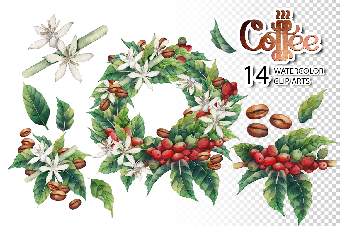 Watercolor and graphic coffee plants Watercolor and graphic coffee plants