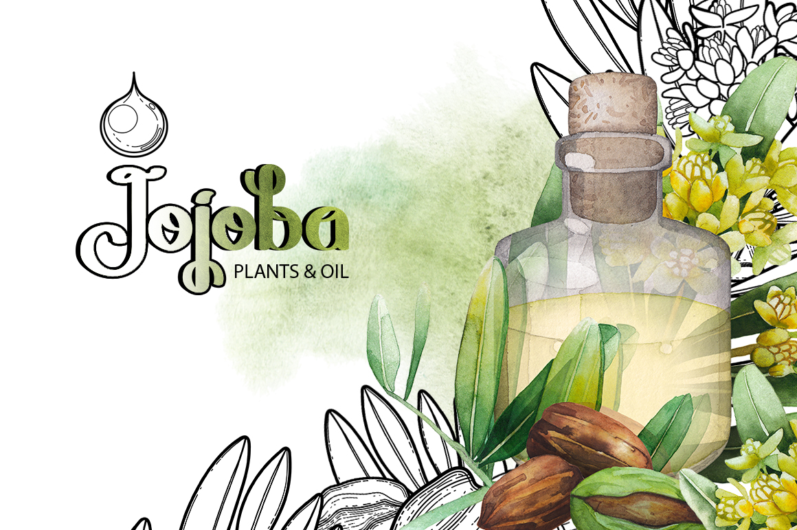 Graphic and watercolor jojoba plants