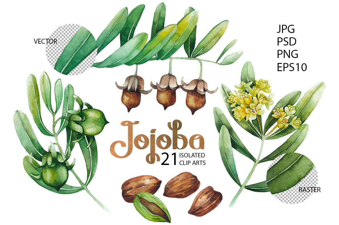 Graphic and watercolor jojoba plants