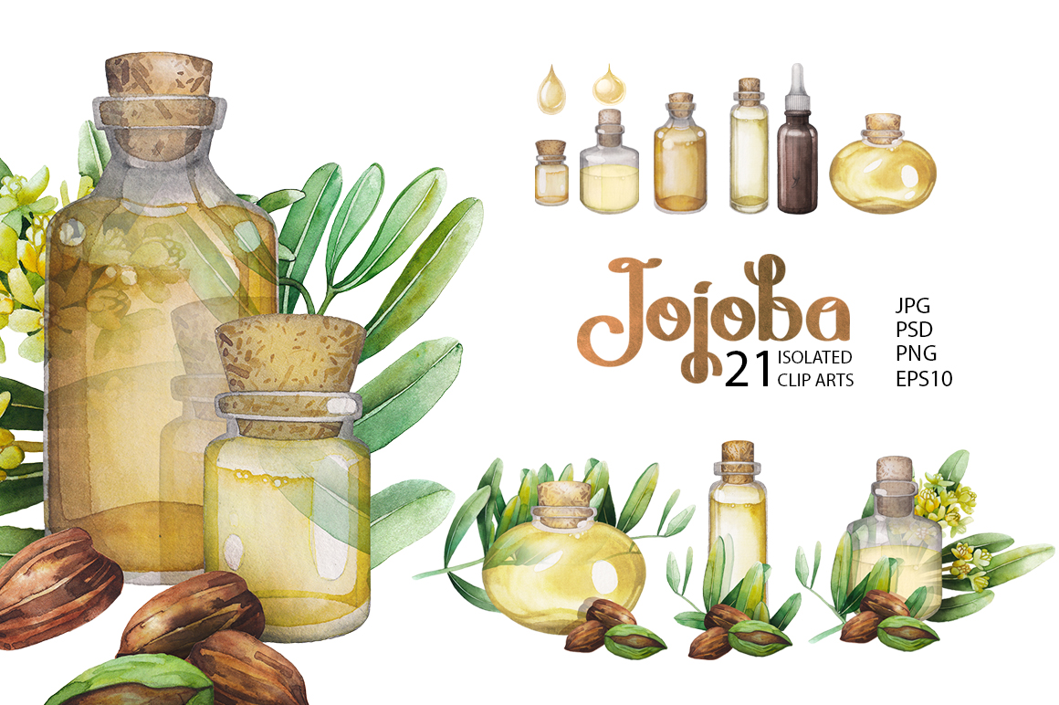 Graphic and watercolor jojoba plants