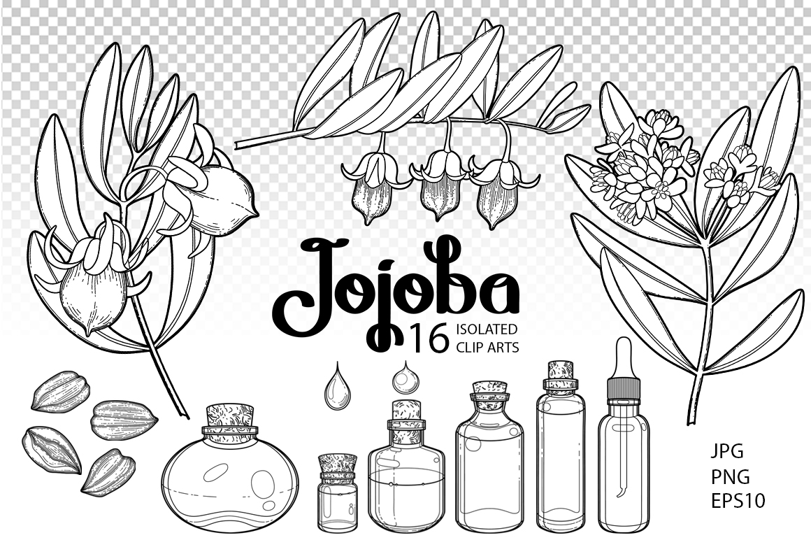 Graphic and watercolor jojoba plants