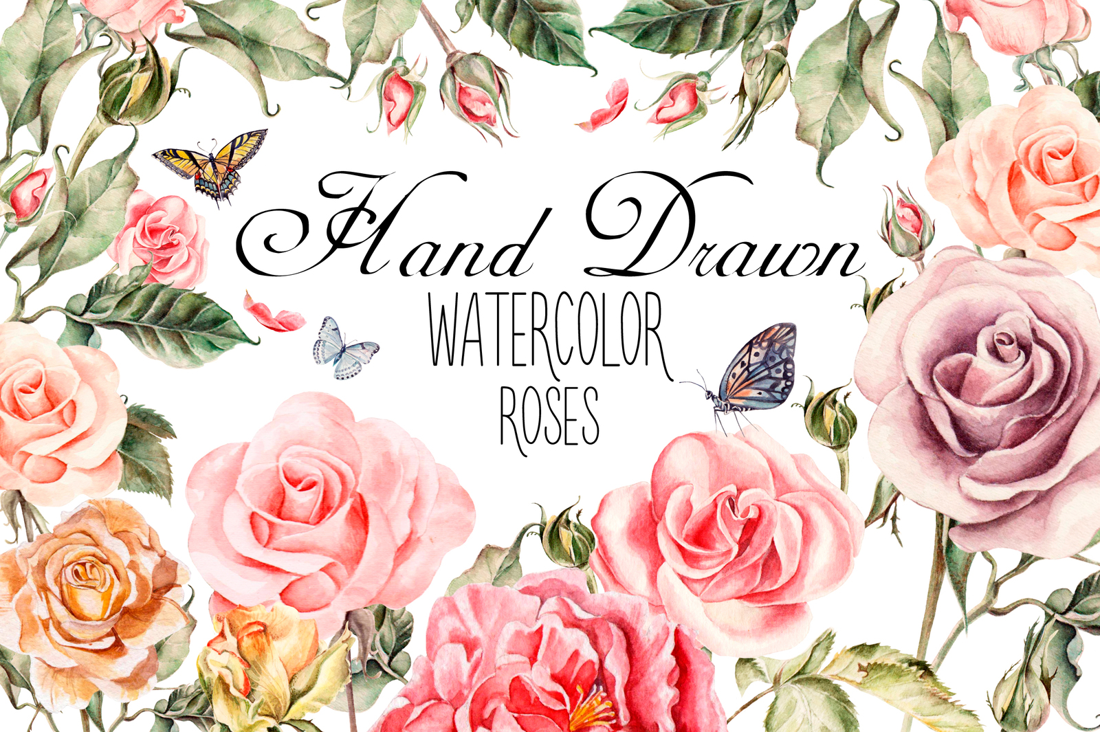 Hand drawn watercolor roses Hand drawn watercolor roses