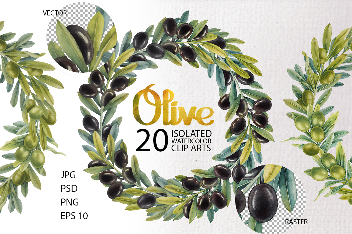 Graphic and watercolor olive plants