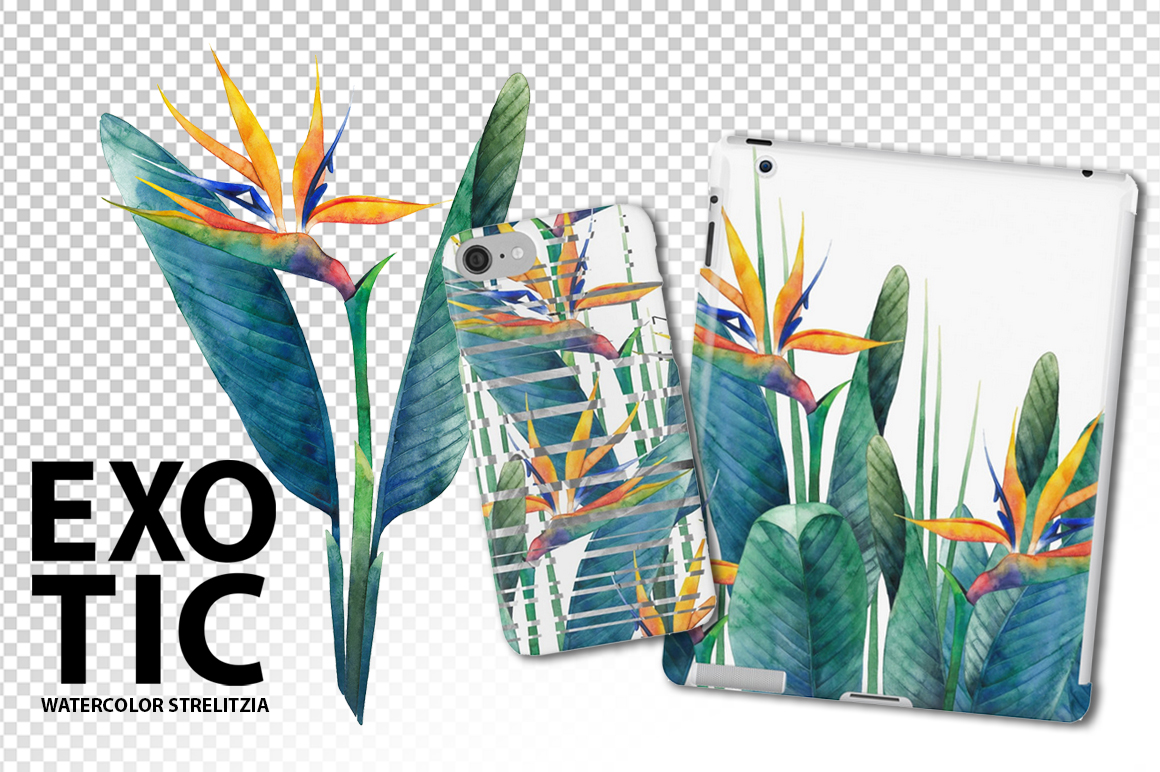 Watercolor strelitzia collection Watercolor strelitzia collection
