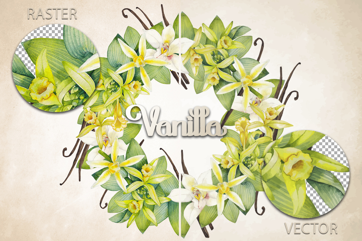 Graphic and watercolor vanilla