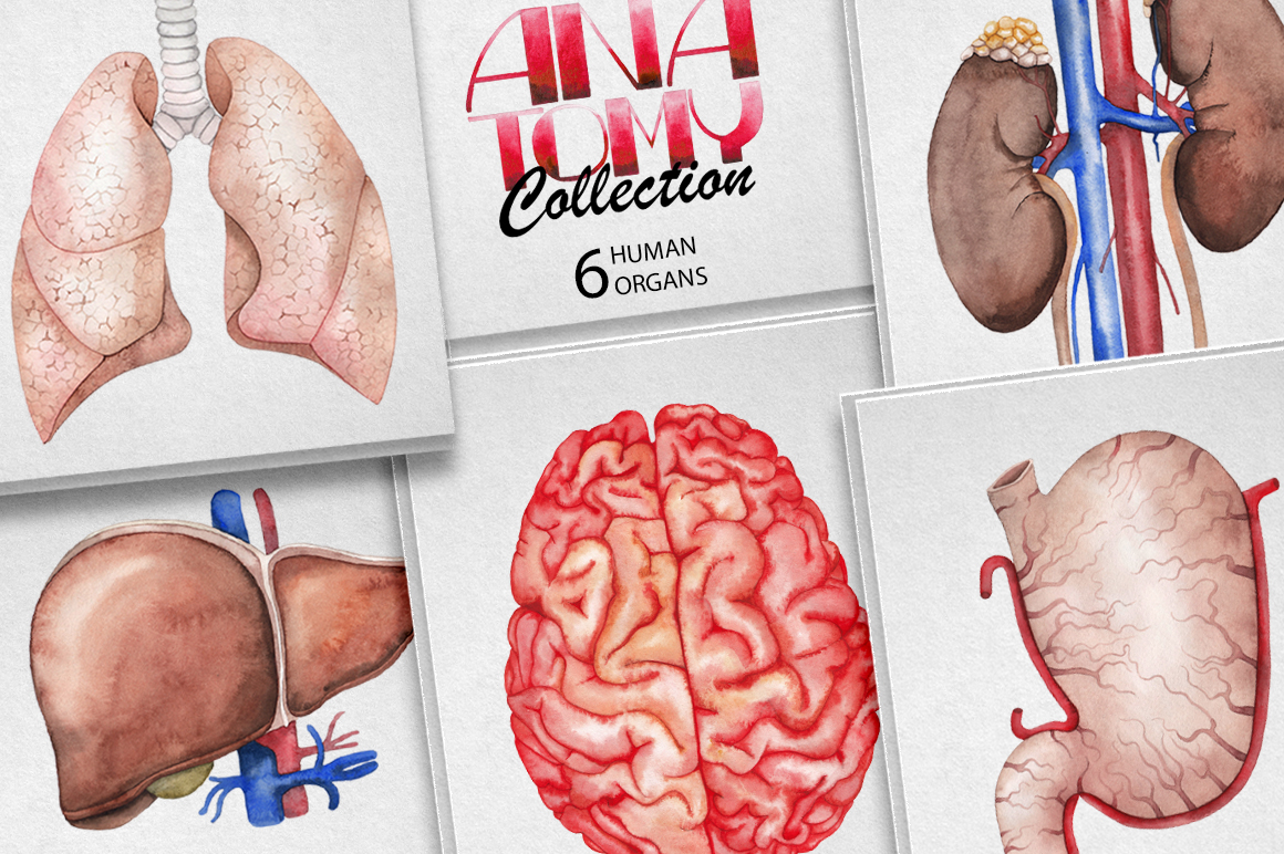 Watercolor human organs Watercolor human organs