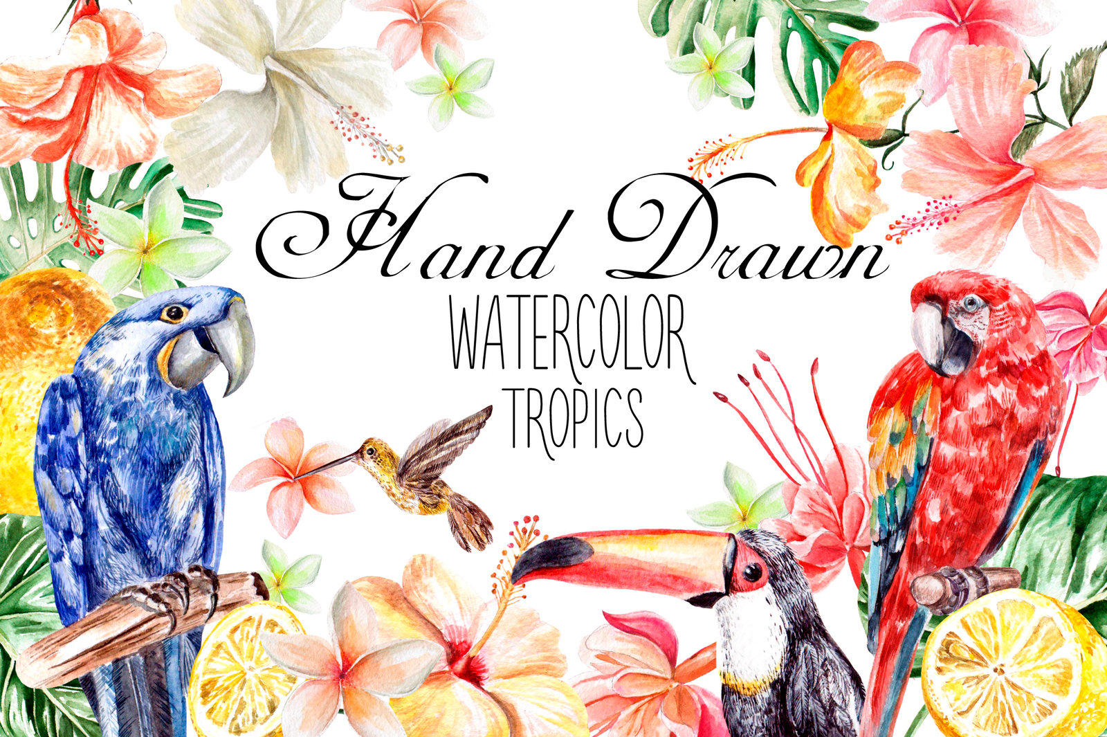 Hand Drawn watercolor TROPICS