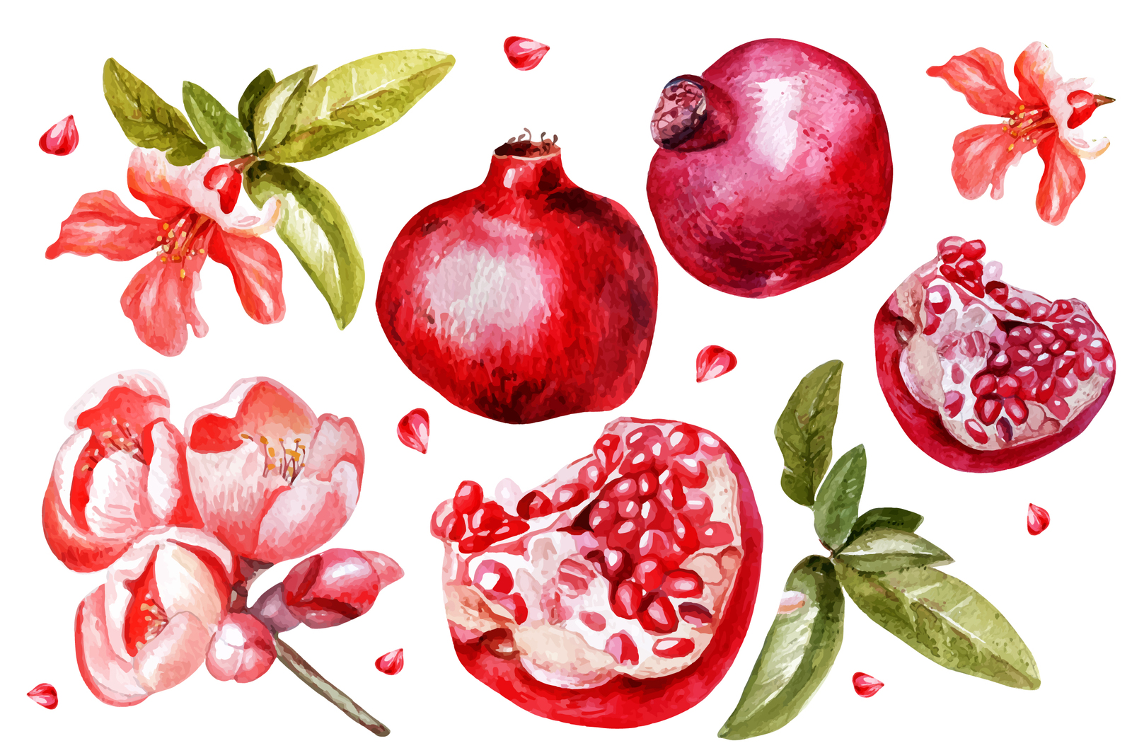 Beautiful watercolor pomegranates