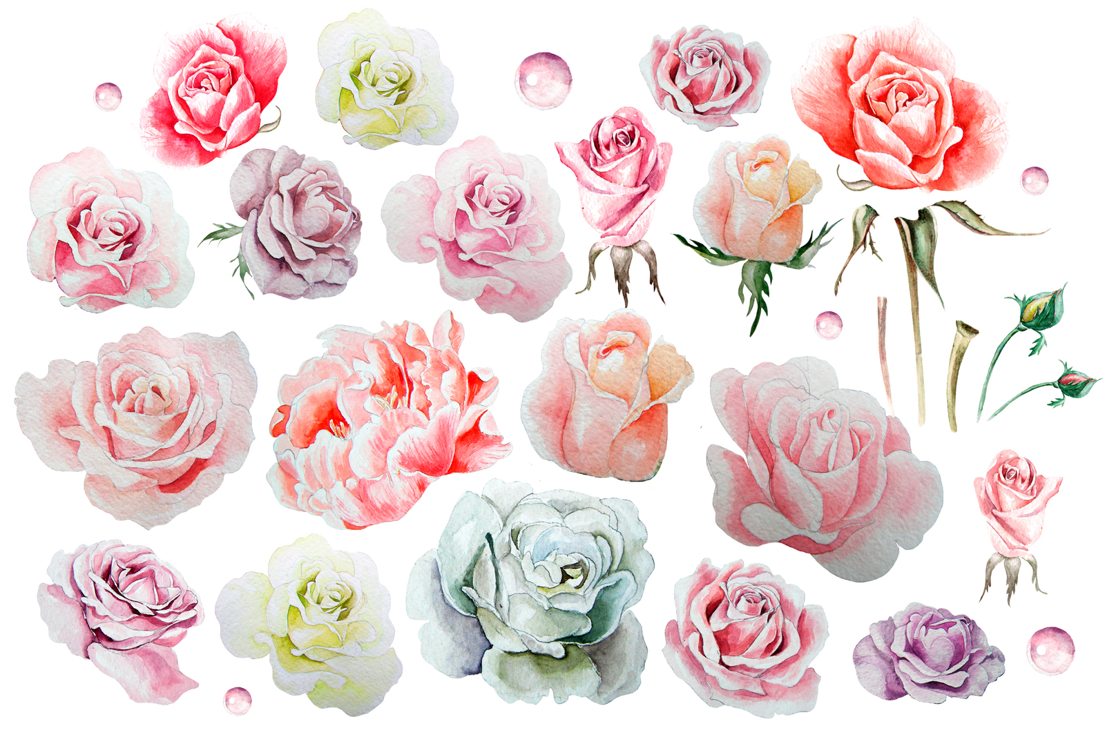 Hand drawn watercolor roses 2