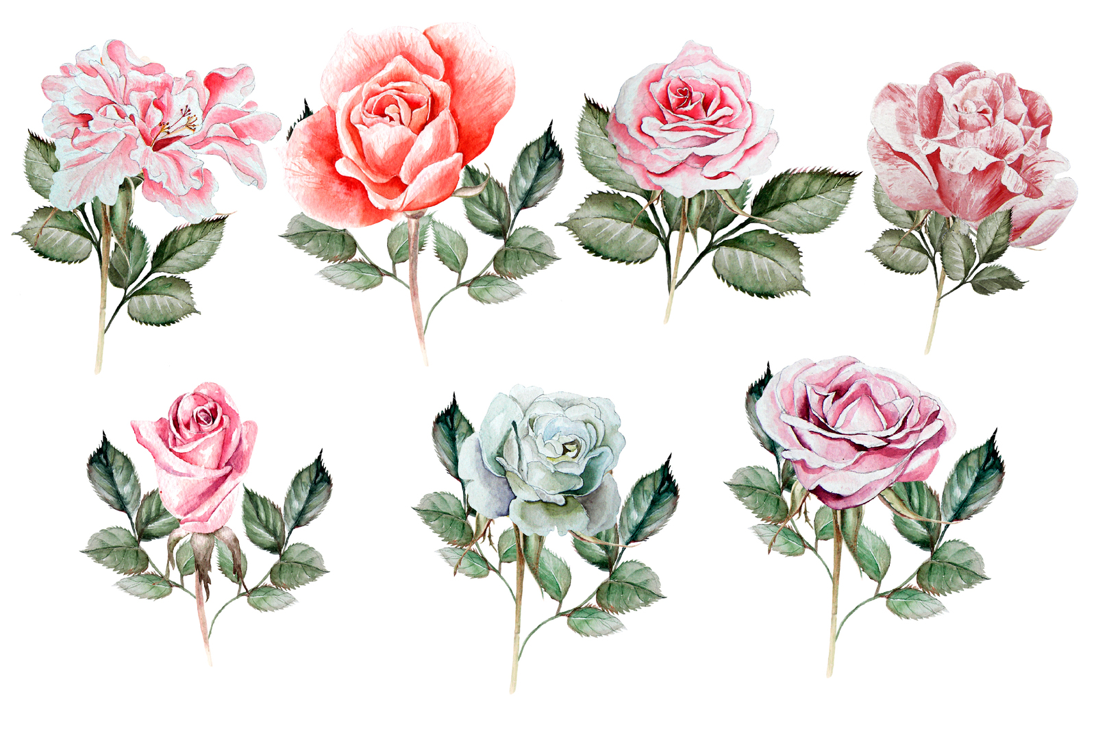 Hand drawn watercolor roses 2