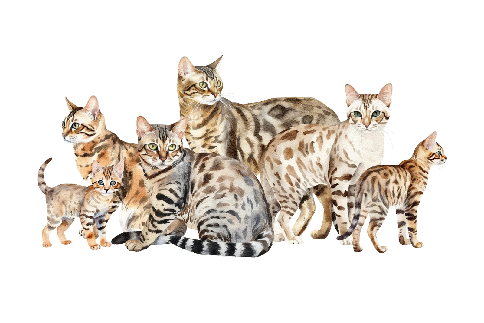 Bengal Cats Watercolour Clipart