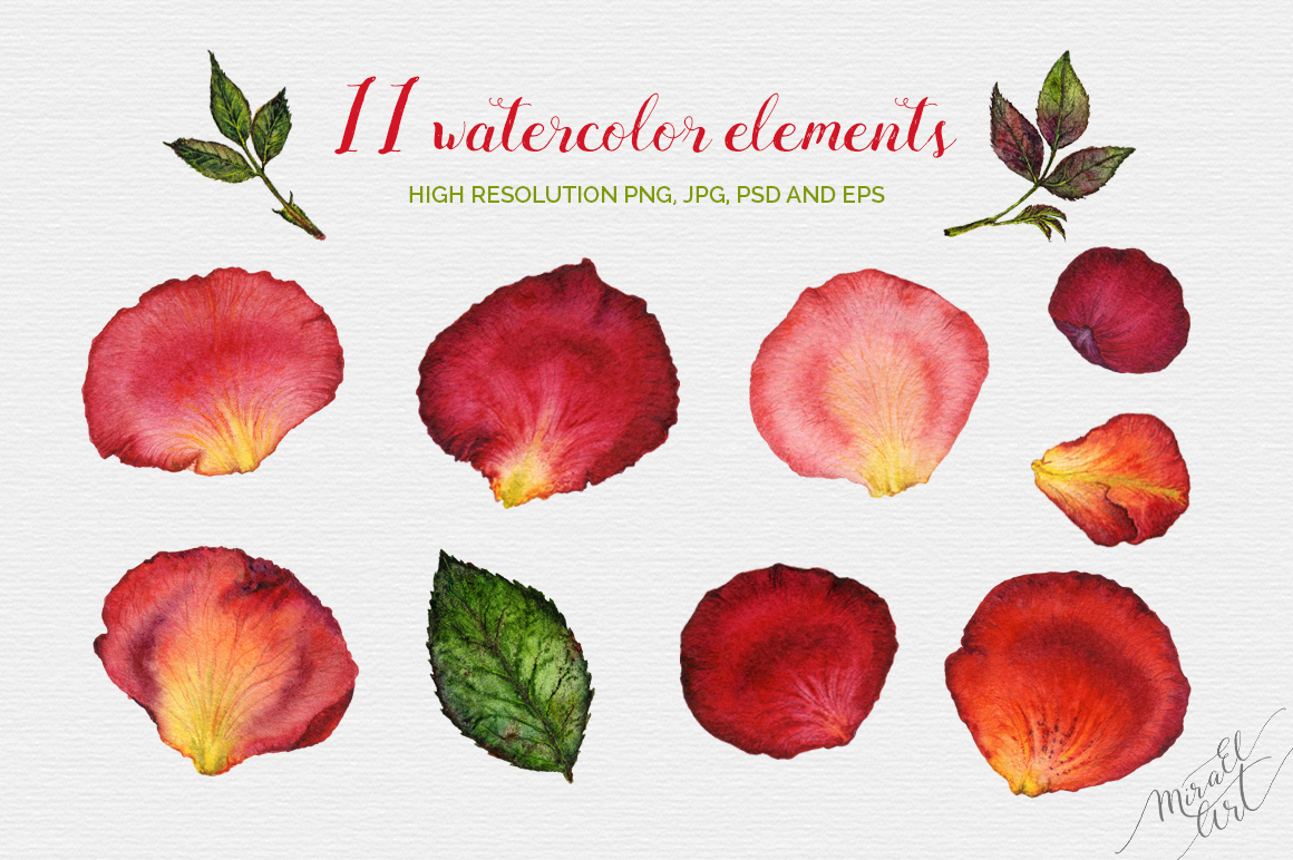 Floral watercolor rose petals