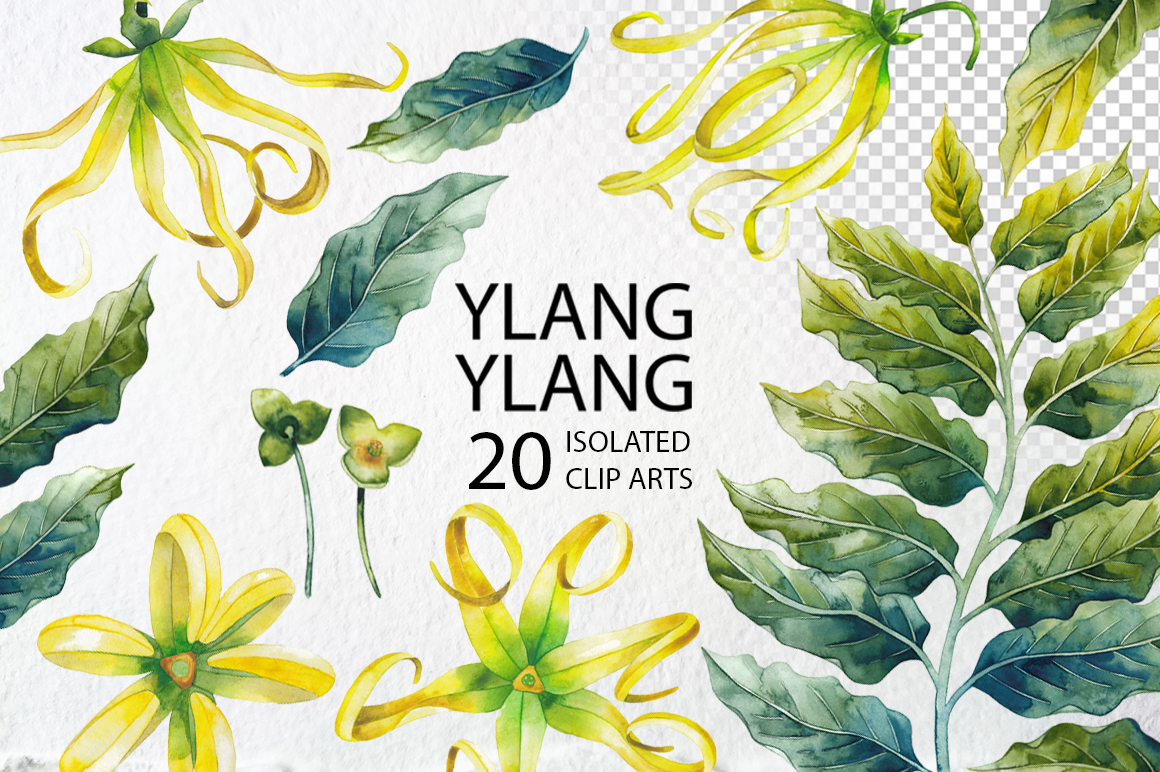 Watercolor Ylang Ylang collection Watercolor Ylang Ylang collection