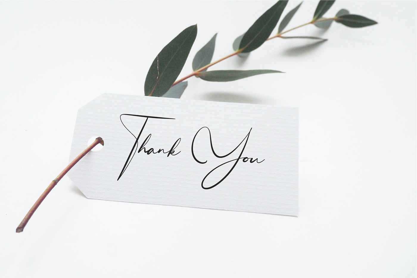 Mangollia - A style signature font Mangollia - A style signature font