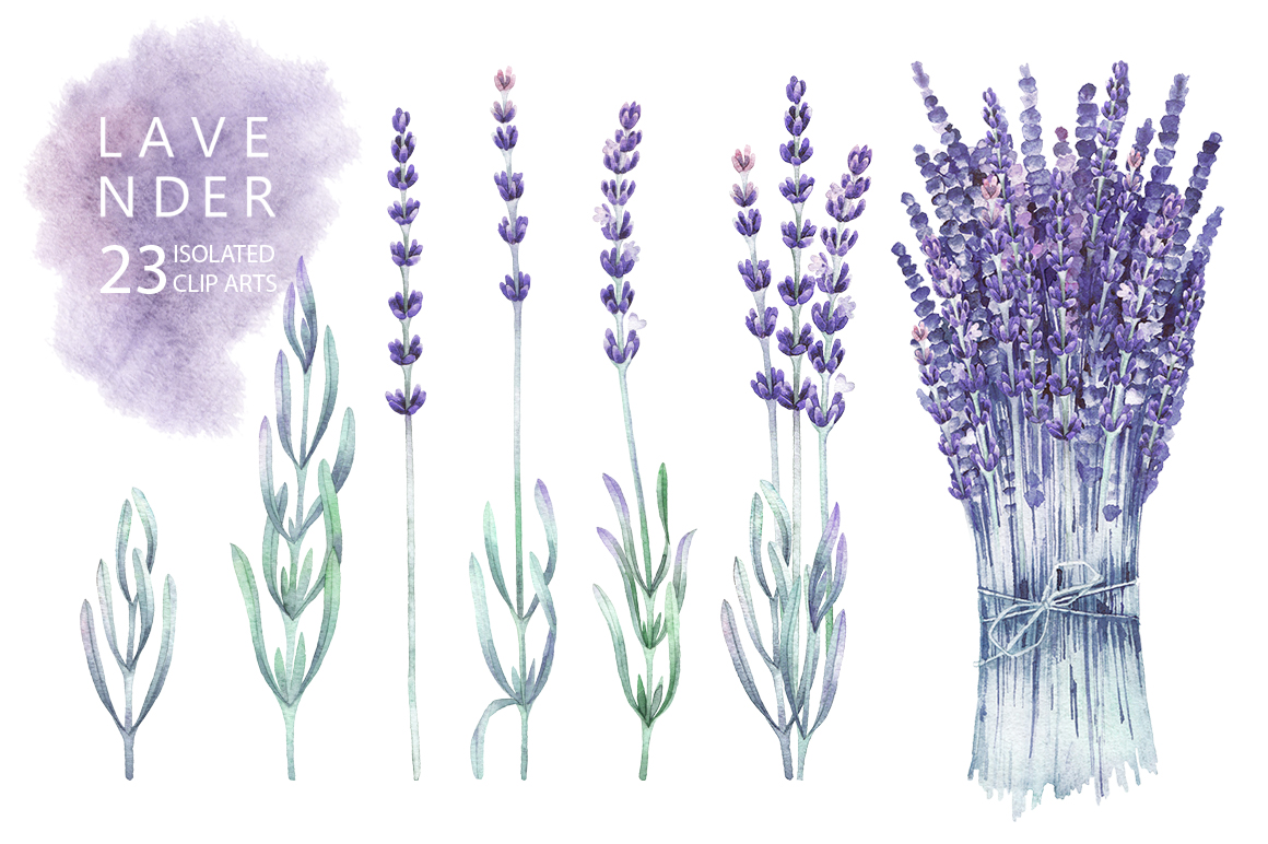 Watercolor lavender collection Watercolor lavender collection