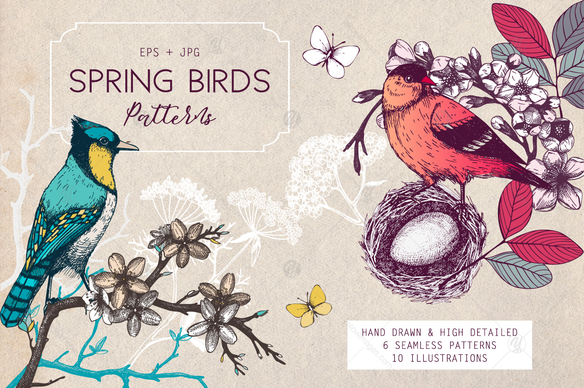 Spring Birds Patterns Collection