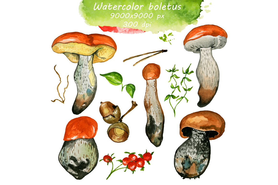 Watercolor rustic set with Mushrooms