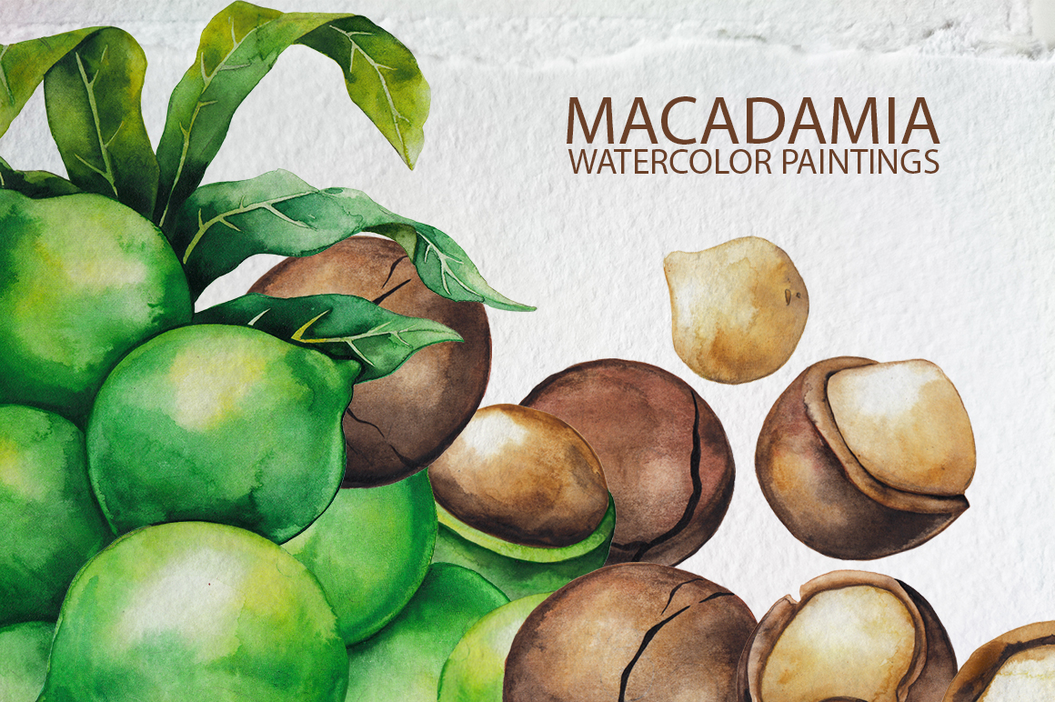 Watercolor Macadamia collection Watercolor Macadamia collection