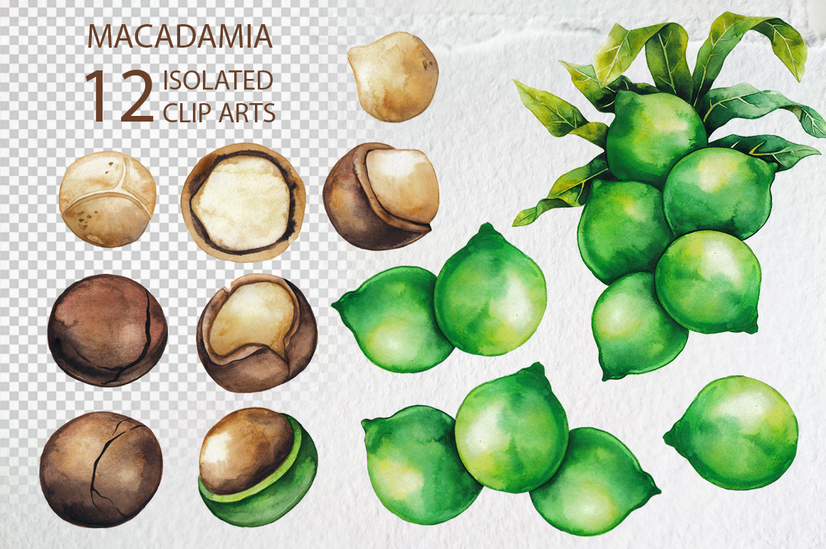 Watercolor Macadamia collection Watercolor Macadamia collection