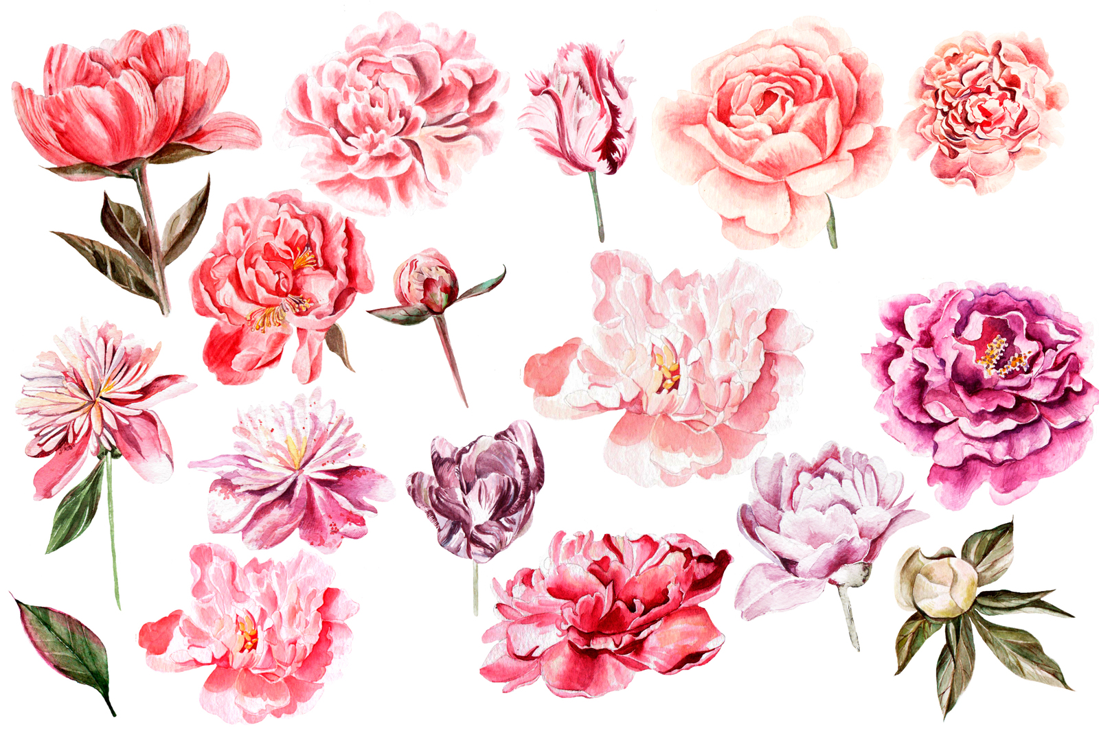 Hand Drawn Watercolor Bundle FLOWERS Hand Drawn Watercolor Bundle FLOWERS