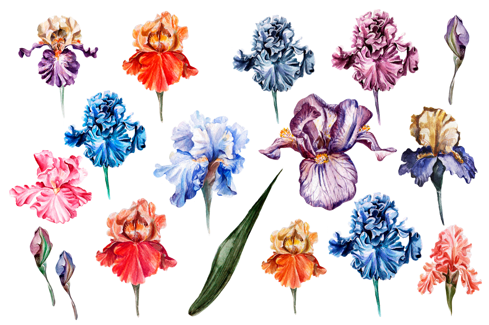 Hand Drawn Watercolor Bundle FLOWERS Hand Drawn Watercolor Bundle FLOWERS