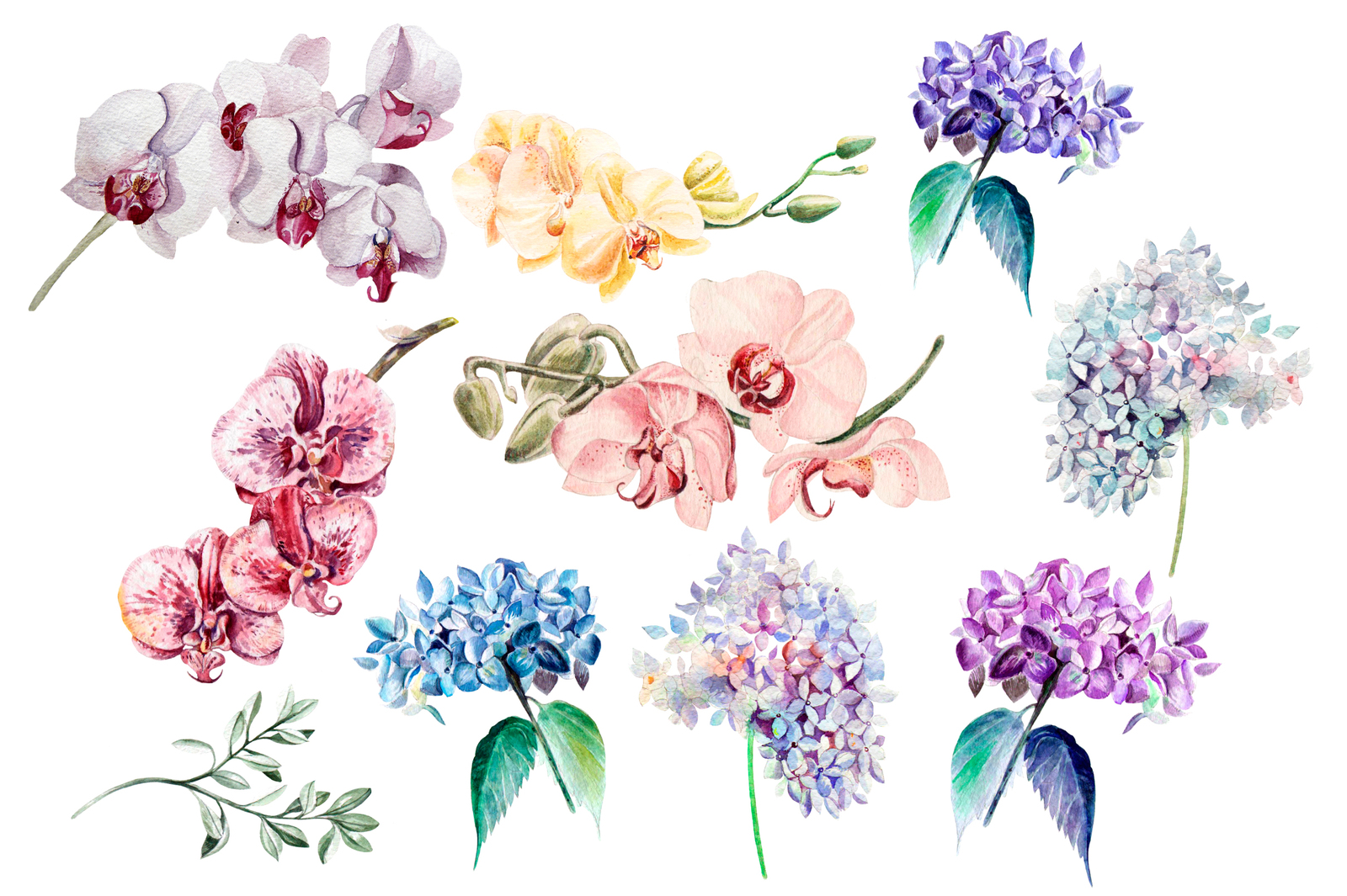 Hand Drawn Watercolor Bundle FLOWERS Hand Drawn Watercolor Bundle FLOWERS