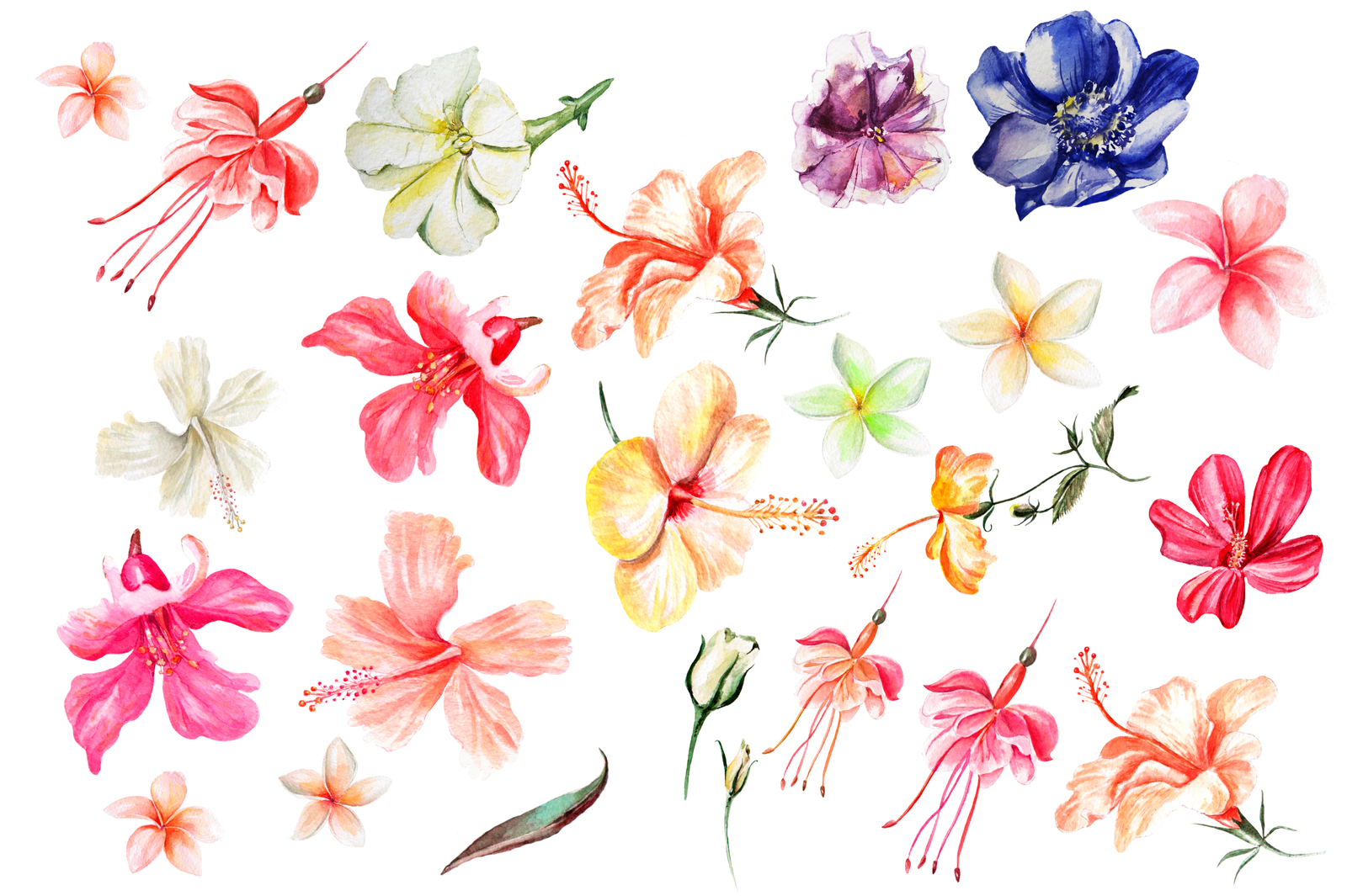 Hand Drawn Watercolor Bundle FLOWERS Hand Drawn Watercolor Bundle FLOWERS