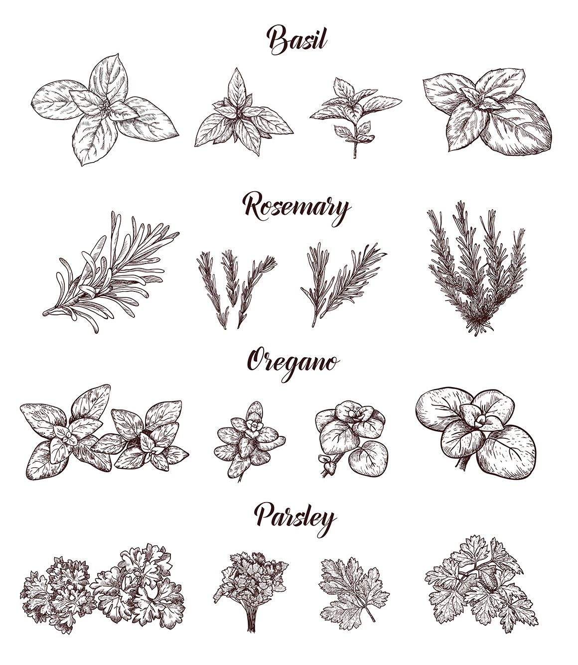 Set of vector Herbs, Spices, Smoothies and Fruits. Set of vector Herbs, Spices, Smoothies and Fruits.