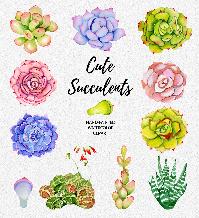 Succulents watercolor clipart