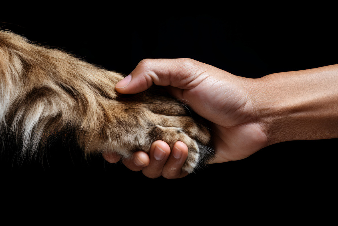 Animal Handshakes Animal Handshakes