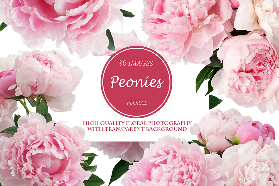 Beautiful Peonies 36 PNG Photos