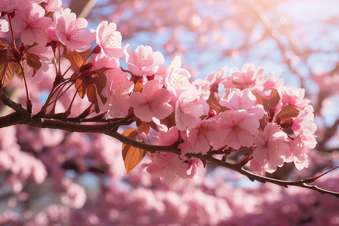 Sakura on Yellow Images Creative Store - 123198