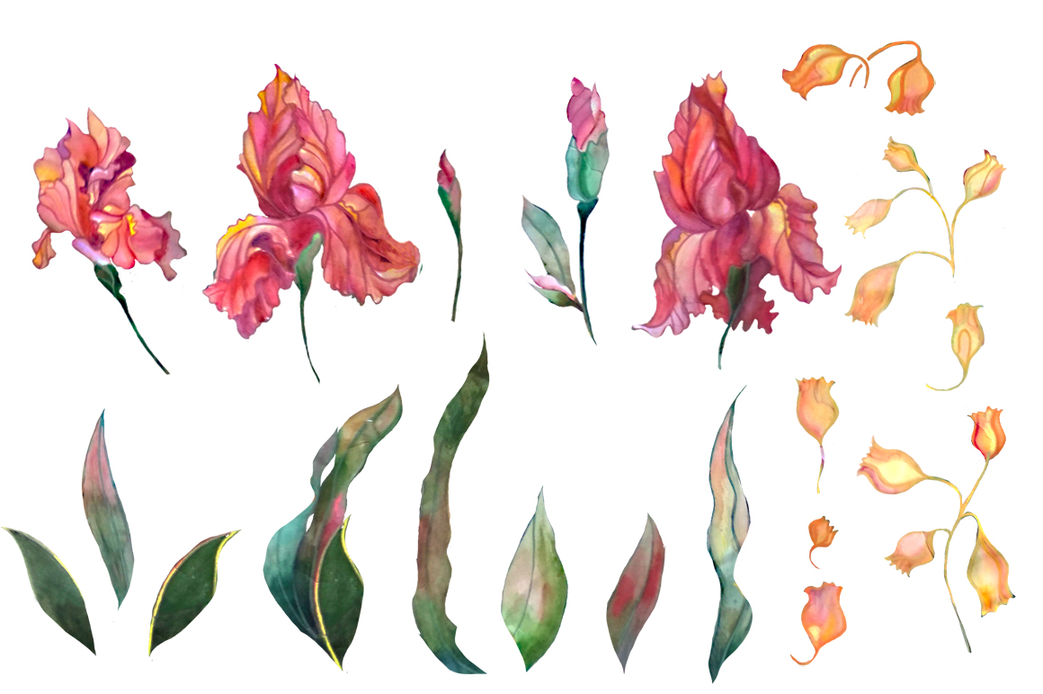 Watercolor iris flowers set. Watercolor iris flowers set.