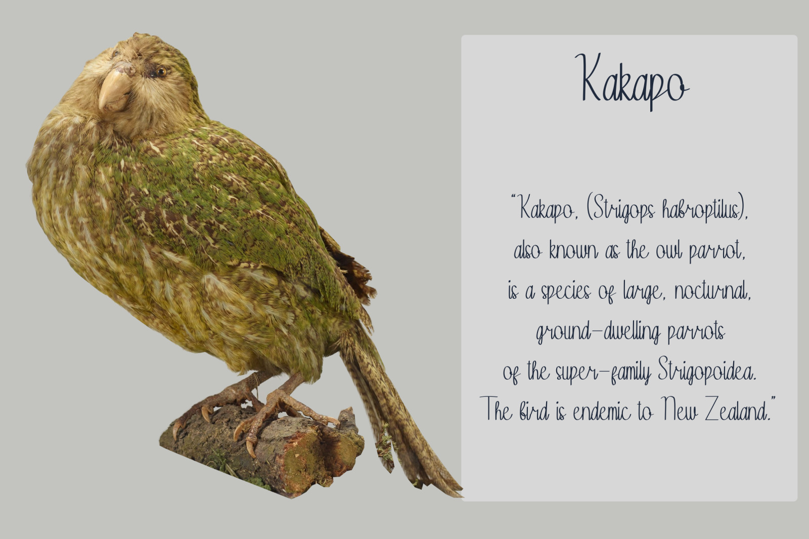 Kakapo Font Kakapo Font