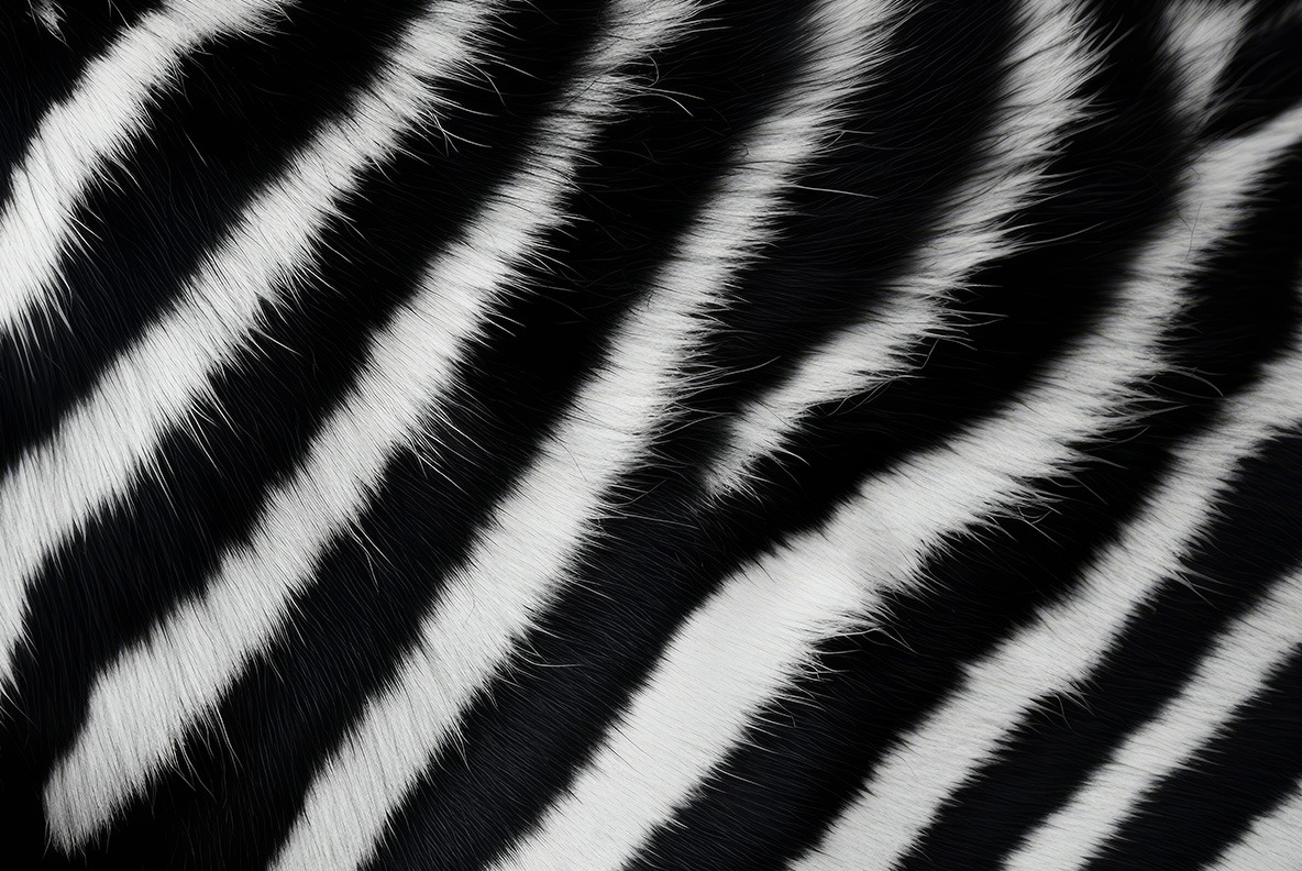 Animal Fur Animal Fur