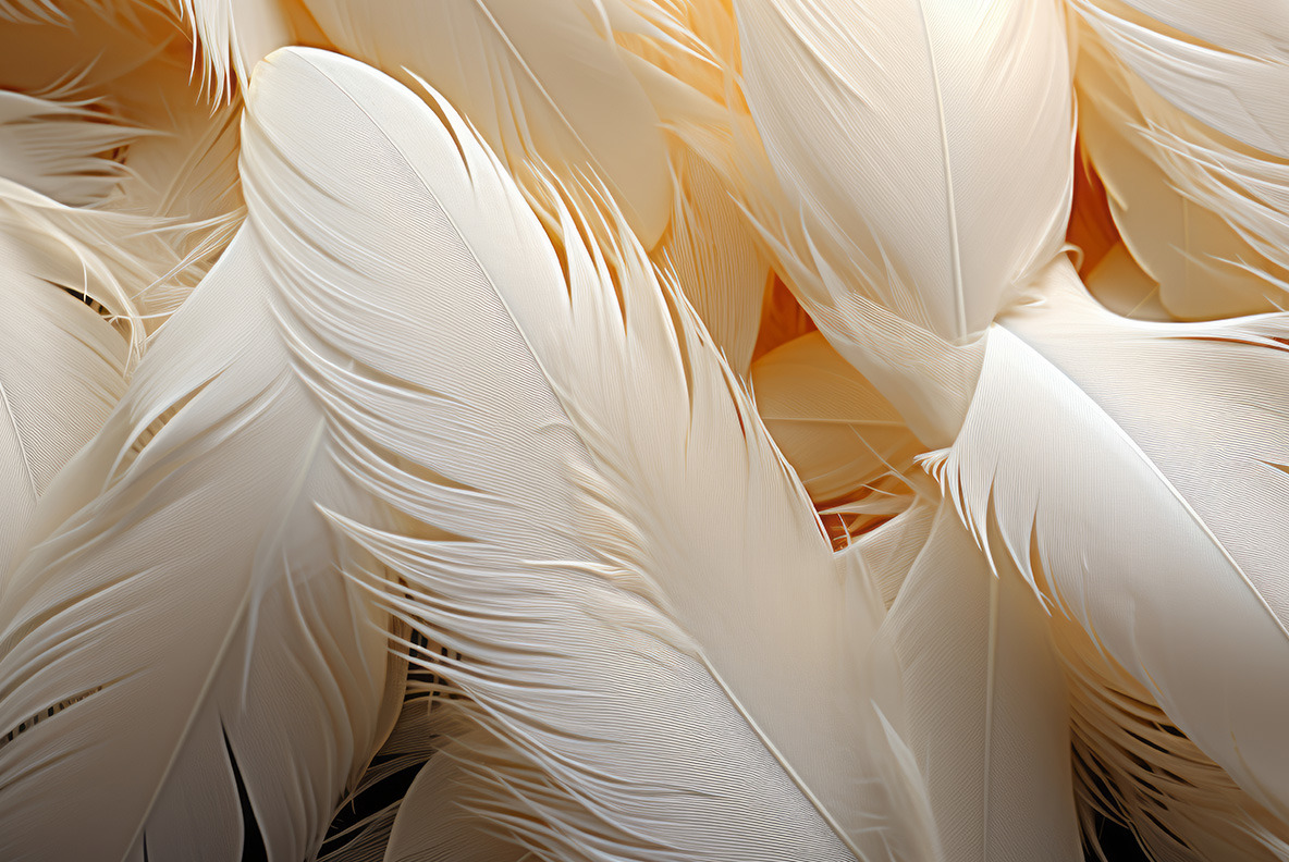 Feathers Feathers