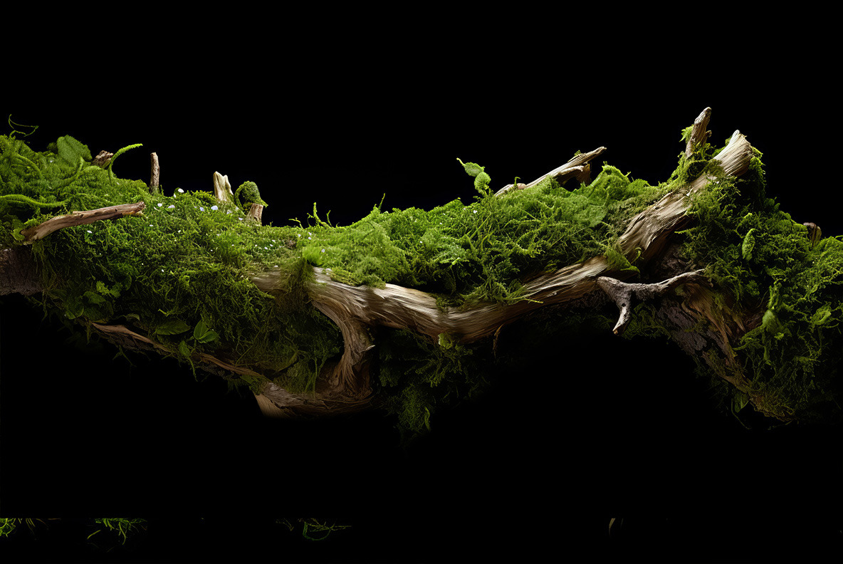Art of Nature Art of Nature