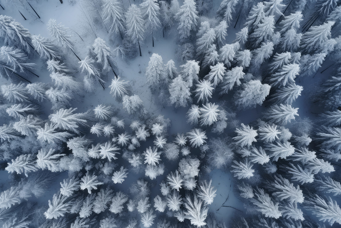 Winter forest. Winter forest.