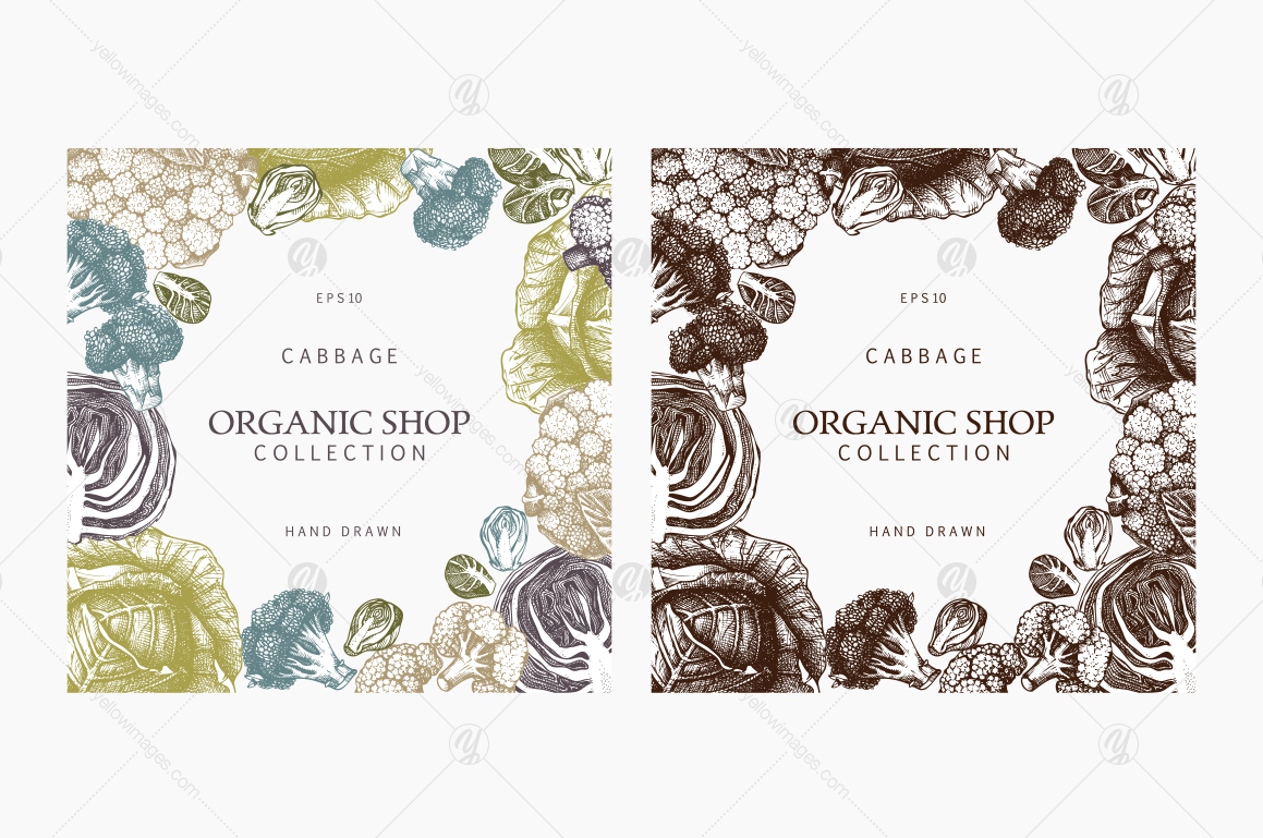 Vintage Cabbage Design Vintage Cabbage Design