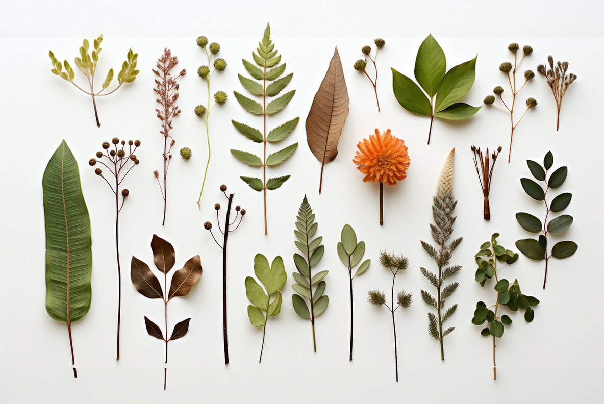Forest herbarium Forest herbarium