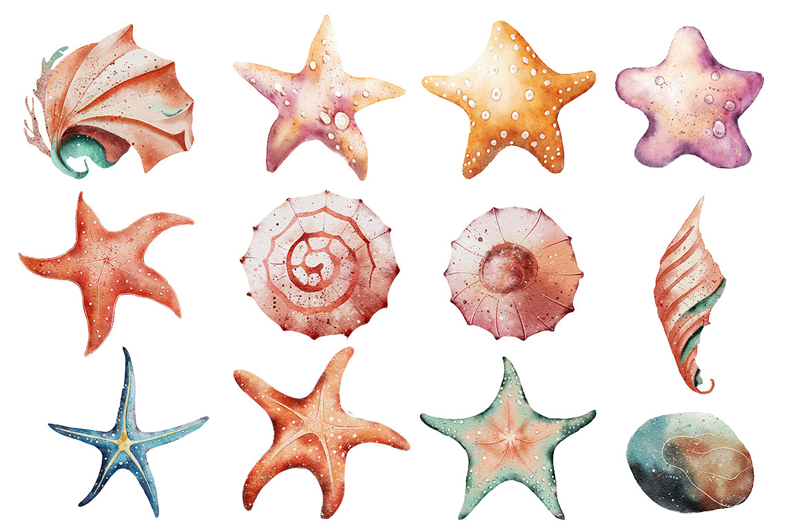 Seashells Watercolor Illustrations