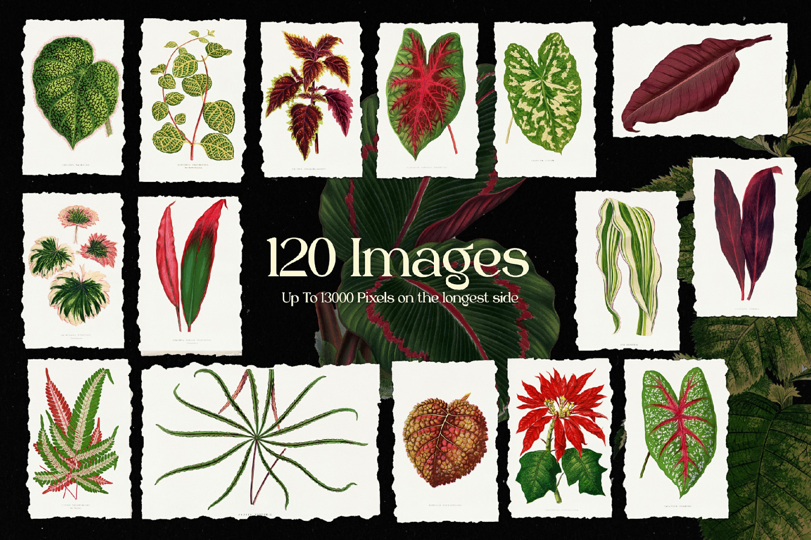 Vintage Leaves &amp; Botanicals Ephemera Graphics