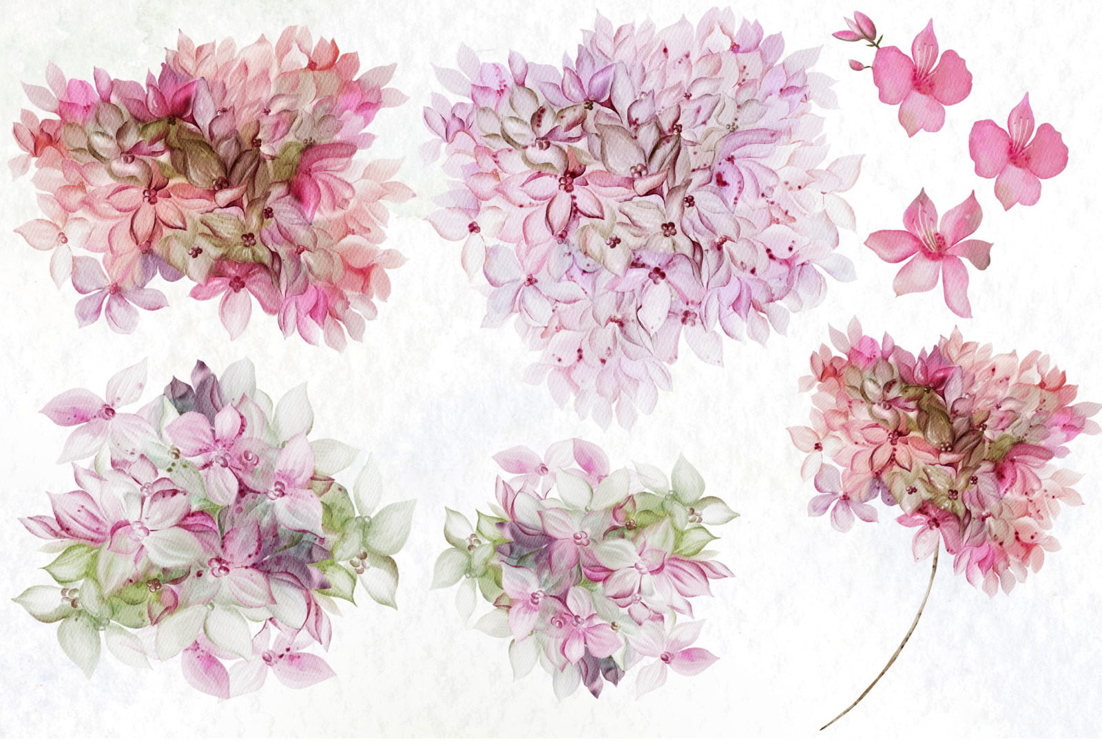 Watercolor Hydrangea Flowers Watercolor Hydrangea Flowers