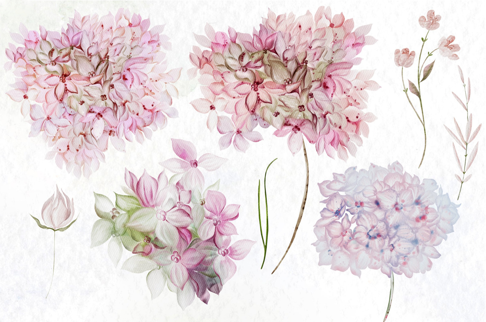 Watercolor Hydrangea Flowers Watercolor Hydrangea Flowers
