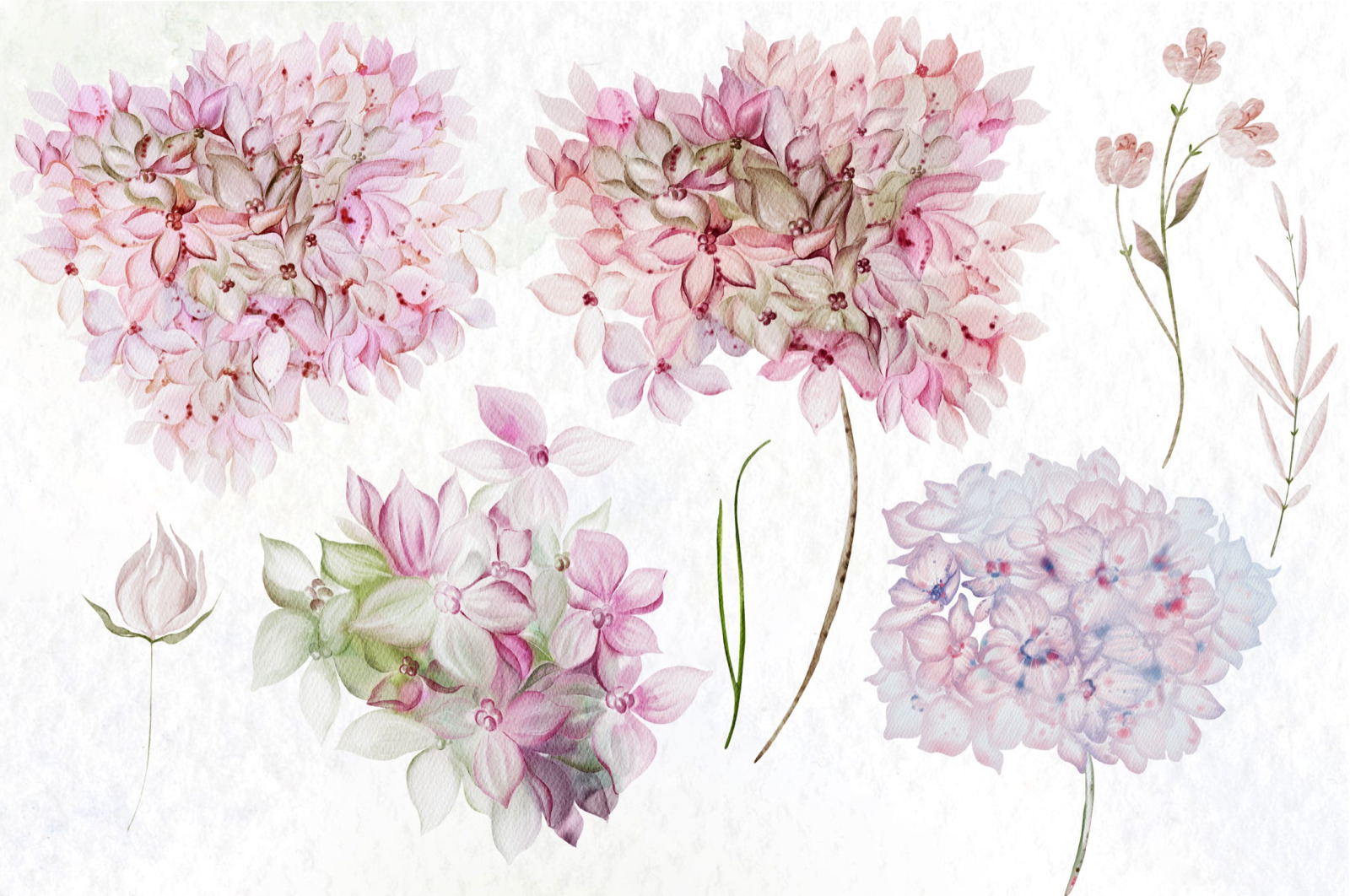 Watercolor Hydrangea Flowers